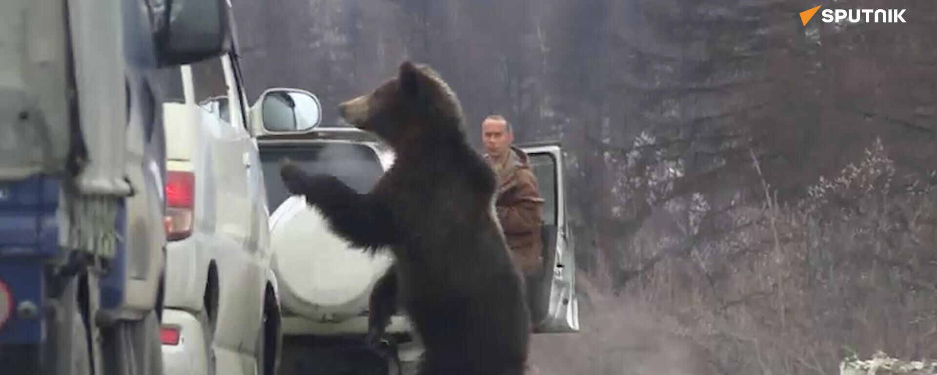 当时在俄罗斯：远东熊纠缠来往的车辆 - 俄罗斯卫星通讯社, 1920, 11.05.2022
