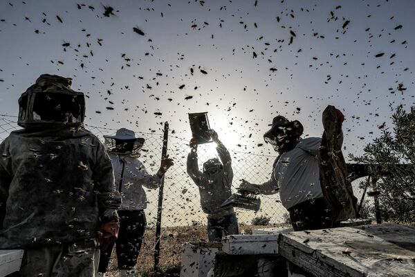 2022年5月9日，在加沙南部汗尤尼斯，巴勒斯坦養蜂人在年度收穫季節從蜂箱中收集蜂蜜。 - 俄羅斯衛星通訊社