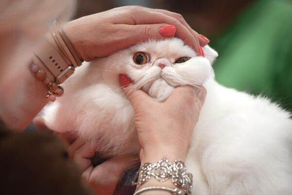 2022年5月7日，在羅馬尼亞首都布加勒斯特舉行的Sofiscat國際貓咪選美大賽上，評委正在檢查一隻貓咪。 - 俄羅斯衛星通訊社