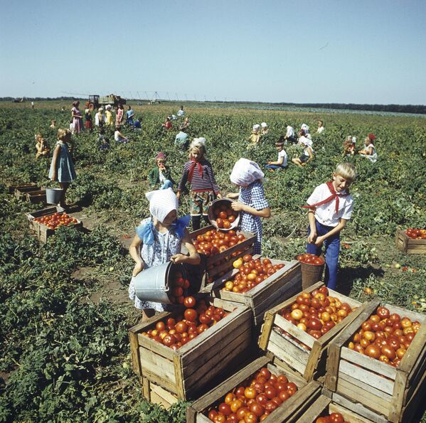 克拉斯諾達爾邊疆區巴甫洛夫斯基區，少先隊員們在“蘇維埃俄羅斯”農場里收穫西紅柿。 - 俄羅斯衛星通訊社