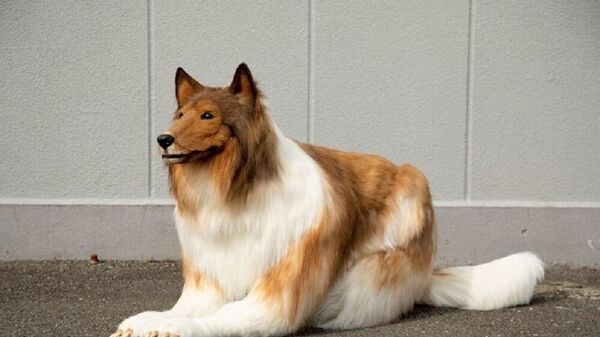 日本一男子夢想當狗，結果成功了  - 俄羅斯衛星通訊社