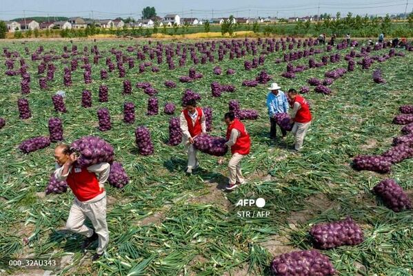 2022年5月23日，在中國山東泰州的一塊農田裡，農民們在搬運一袋袋洋蔥。 - 俄羅斯衛星通訊社