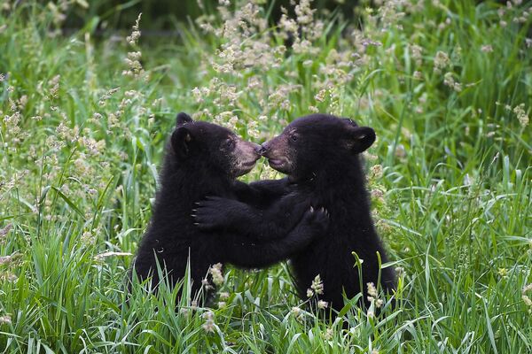 2022年5月26日，在法國東部的聖克魯瓦動物公園，兩只出生於2022年2月4日的雌性黑熊第一次出來玩耍。 - 俄羅斯衛星通訊社