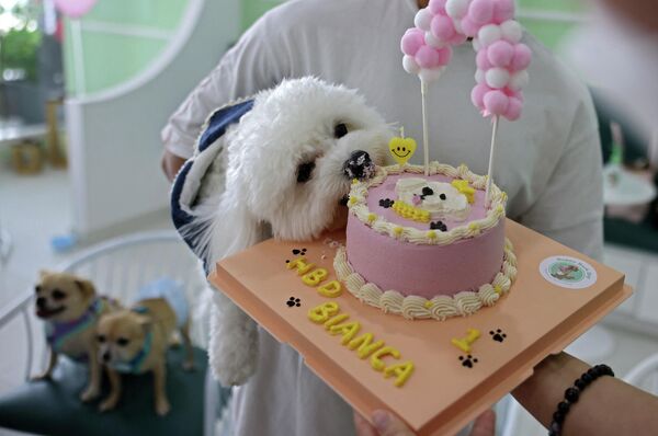 狗狗布蘭卡在慶祝她的第一個生日。 - 俄羅斯衛星通訊社