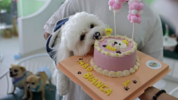 狗狗布兰卡在迪拜第一家狗狗咖啡馆庆祝生日 - 俄罗斯卫星通讯社