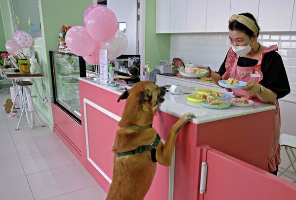 狗狗咖啡館的老闆是一位38歲的韓國人，她正在為她的一位小狗顧客服務。 - 俄羅斯衛星通訊社