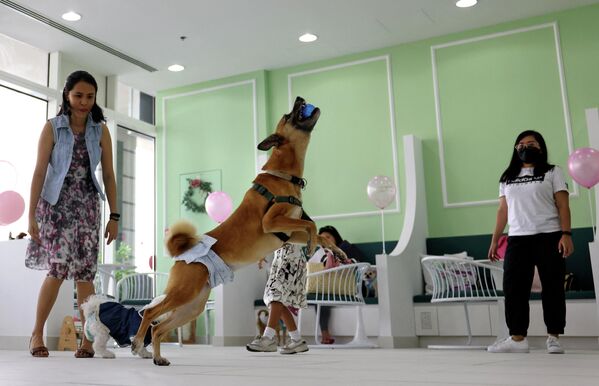 狗狗和主人們在這裡歡聚一堂，他們在為另一隻小狗慶祝生日。 - 俄羅斯衛星通訊社
