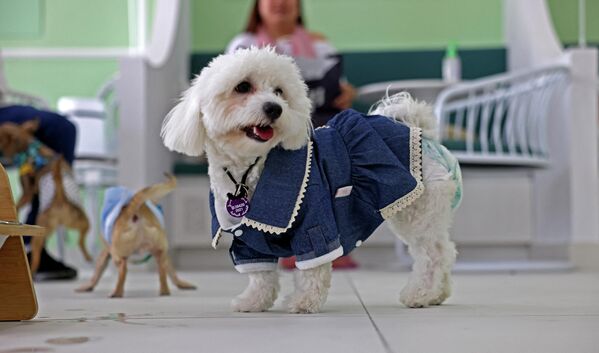 正在慶祝生日的小狗布蘭卡。 - 俄羅斯衛星通訊社