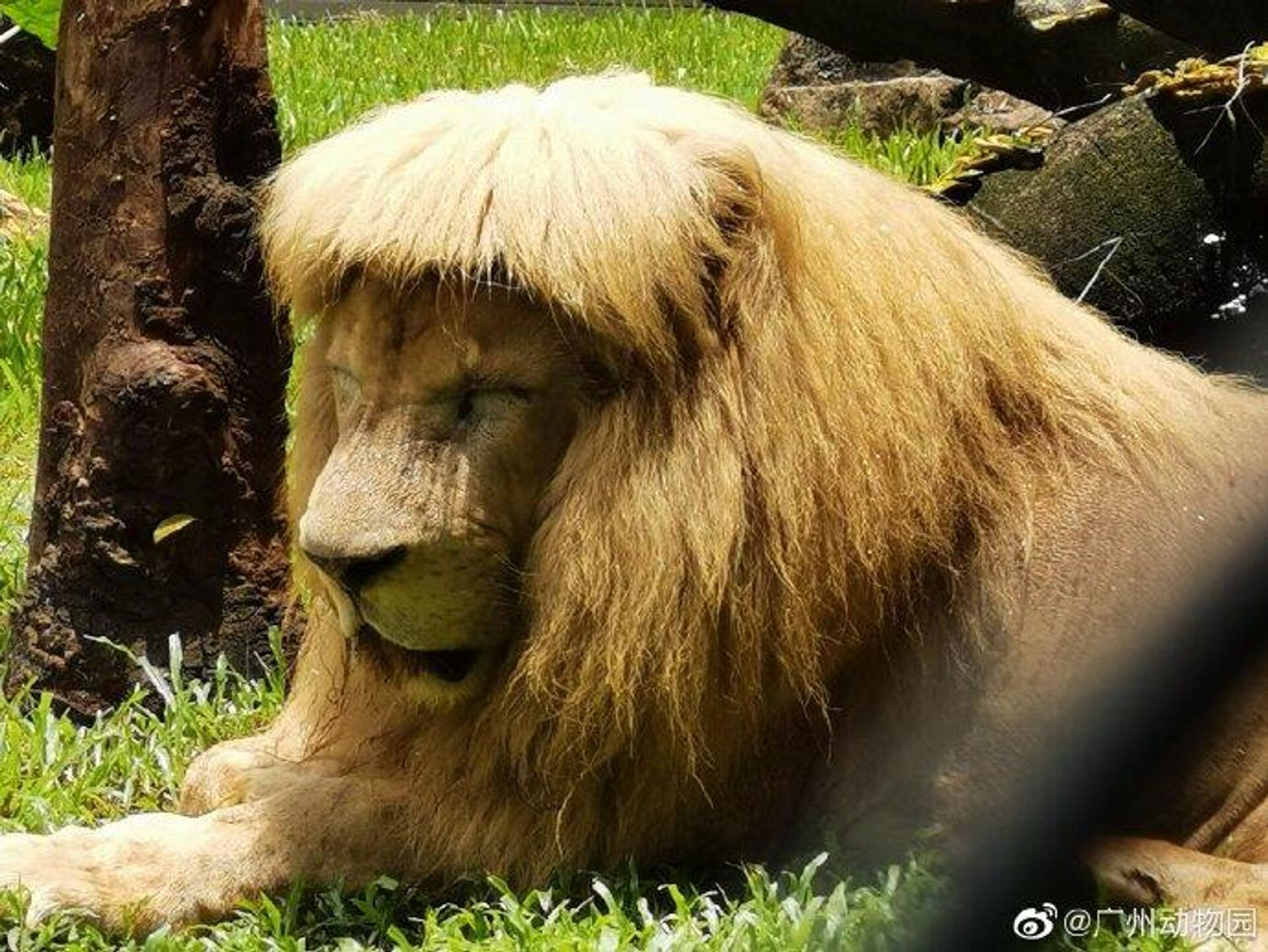 “发型随风变”！广州动物园“齐刘海”狮子换发型了