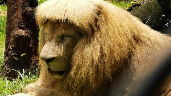 廣州動物園獅子髮型逗笑網友 - 俄羅斯衛星通訊社