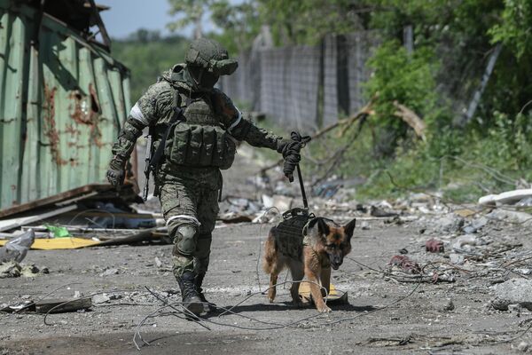 俄羅斯聯邦武裝部隊國際排雷行動中心的軍人帶領軍犬在馬里烏波爾的“亞速鋼鐵廠”廠區內和烏軍以前的陣地上進行排雷工作。 - 俄羅斯衛星通訊社