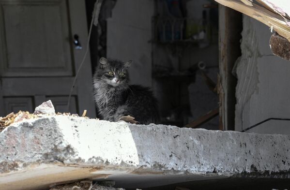 马里乌波尔的一条街道上，一只小猫坐在被毁坏的房屋里。 - 俄罗斯卫星通讯社