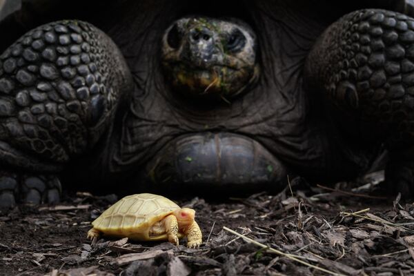 2022年6月3日，在瑞士西部的塞尔维翁热带馆，一只独特的白化加拉帕戈斯巨龟宝宝在其母亲身边。加拉帕戈斯巨龟受到严格保护，是《濒危野生动植物种国际贸易公约》所列的最濒危物种之一。 - 俄罗斯卫星通讯社