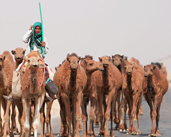 2022年6月4日，在伊拉克的萨马瓦，一名牧民为骆驼带路。 - 俄罗斯卫星通讯社