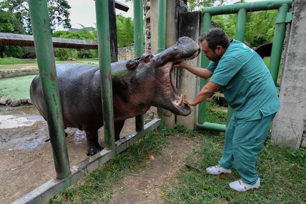 2022年6月4日，在加拉加斯的一个动物园，兽医在为一只河马检查牙齿。 - 俄罗斯卫星通讯社