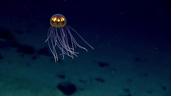 太平洋馬里亞納海溝的發光水母。 太平洋馬里亞納海溝的發光水母。 - 俄羅斯衛星通訊社