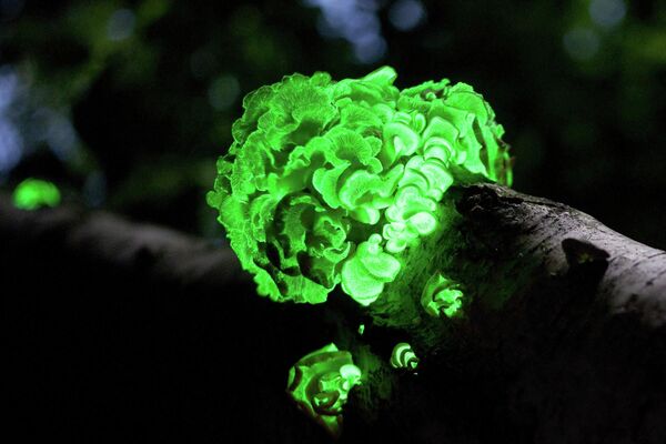 夜晚发光的鳞皮扇菇（Panellus stypticus）。 - 俄罗斯卫星通讯社