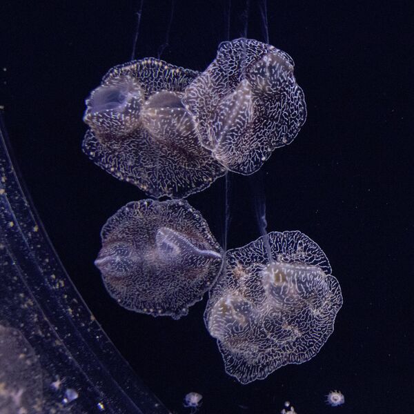深海中的栉水母。 - 俄罗斯卫星通讯社