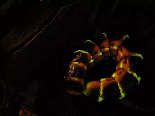 散髮紅光的昆蟲。 散髮紅光的昆蟲。 - 俄羅斯衛星通訊社