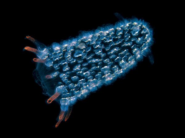 东帝汶阿陶罗岛海中的发光浮游生物。 - 俄罗斯卫星通讯社