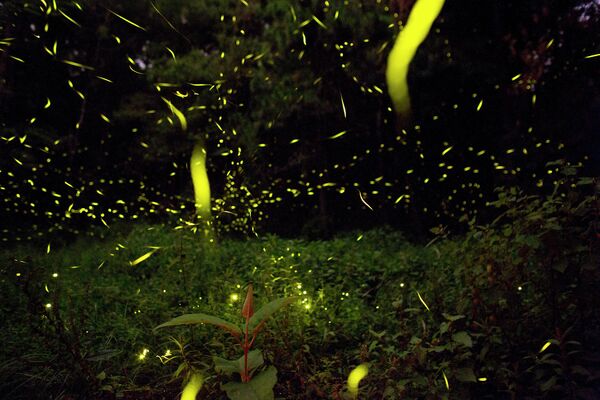 墨西哥彼德拉坎提达公园的萤火虫。 - 俄罗斯卫星通讯社