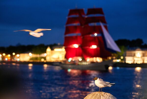 一隻海鷗在“紅帆節”彩排現場飛過河面。 - 俄羅斯衛星通訊社