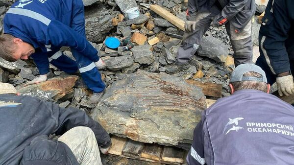 符拉迪沃斯托克的俄罗斯岛上发现2.3亿年前的鱼龙骨碎片 - 俄罗斯卫星通讯社