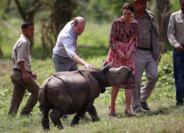 2016年4月13日，在印度阿萨姆邦卡济兰加国家公园，威廉王子(左二)和凯特王妃(右二)在野生动物保护中心抚摸一头小犀牛。 - 俄罗斯卫星通讯社
