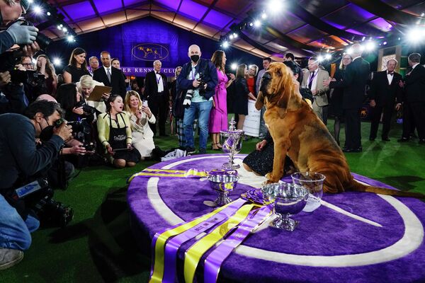 美國紐約威斯敏斯特犬捨俱樂部犬展冠軍。 - 俄羅斯衛星通訊社