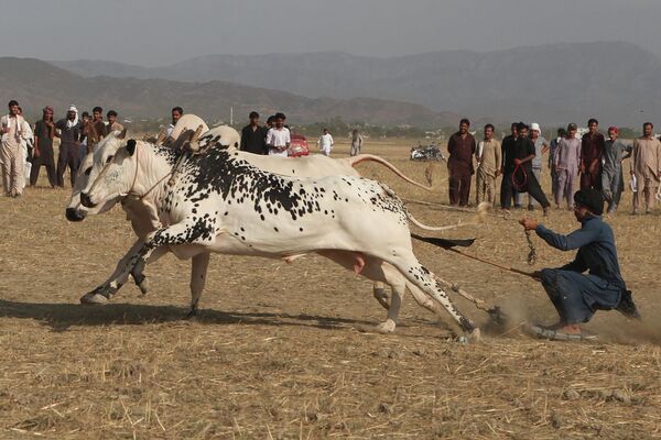巴基斯坦传统奔牛比赛 - 俄罗斯卫星通讯社