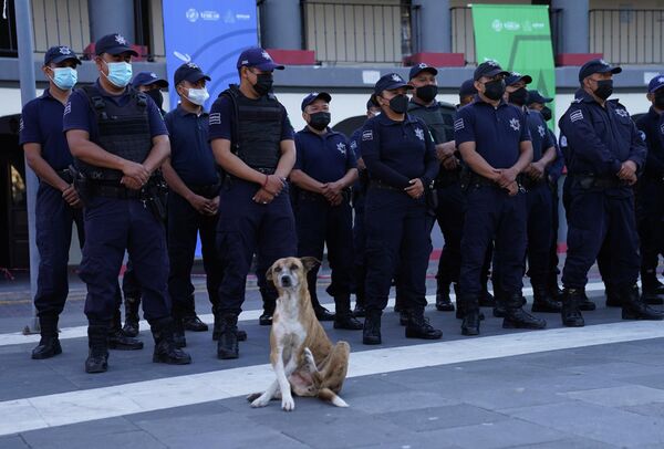2022年6月29日，墨西哥塔毛利帕斯州马塔莫罗斯的一只流浪狗在警戒线前。当地移民众多，美国德克萨斯州圣安东尼奥卡车内的遇难移民或许是当地人的亲友。 - 俄罗斯卫星通讯社