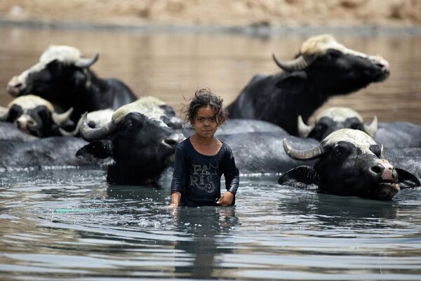 2022年6月26日，巴格達一名伊拉克女孩在底格里斯河支流迪亞拉河的河水中給水牛降溫。 - 俄羅斯衛星通訊社