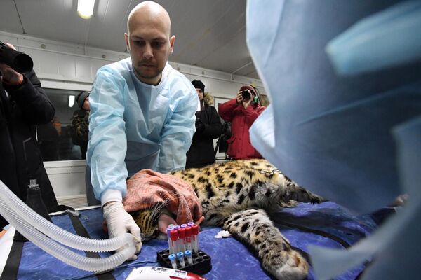 有时，还有给远东豹提供救治 - 俄罗斯卫星通讯社