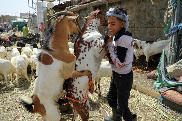 小男孩在首都萨那家畜市场内与山羊玩耍。 - 俄罗斯卫星通讯社