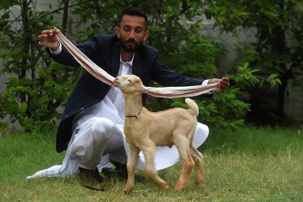 卡拉奇 农场主穆罕默德·哈桑·纳雷霍展示山羊辛巴的耳朵。 - 俄罗斯卫星通讯社