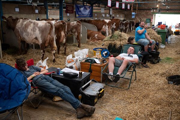 大約克郡展覽的參展商在英國哈羅蓋特的牛棚里休息。 - 俄羅斯衛星通訊社