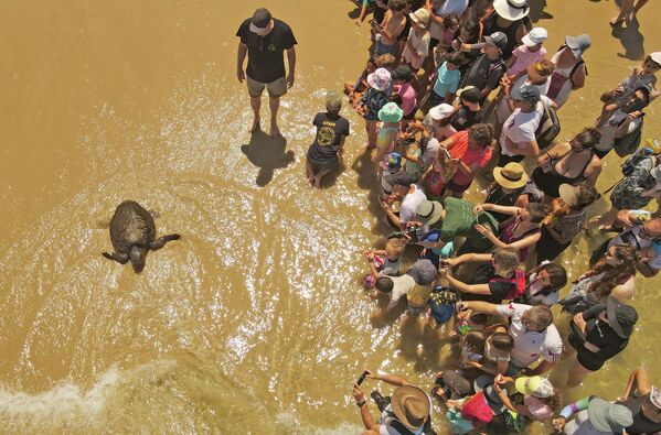 以色列贝特亚奈海岸，人们观看一只在国家海龟救援中心因受伤而接受兽医治疗的海龟。 - 俄罗斯卫星通讯社