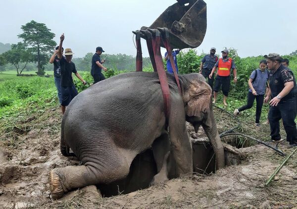 泰國中部那空那育府營救掉進坑中的小象。 - 俄羅斯衛星通訊社