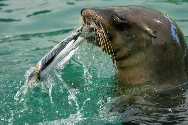 羅馬，正在吃魚冰柱的海豹。 - 俄羅斯衛星通訊社