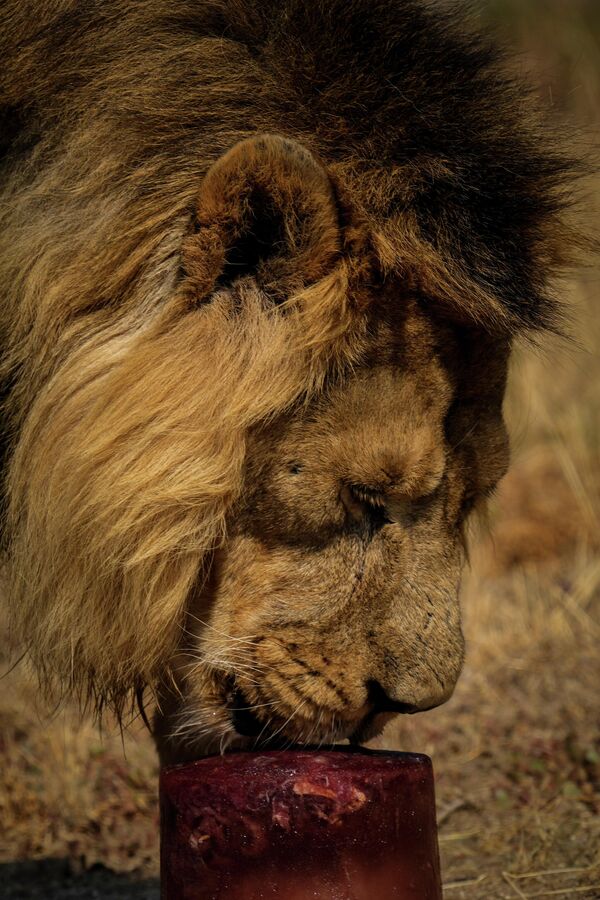 西班牙馬德里動物園，獅子正在吃美味的冰食。 - 俄羅斯衛星通訊社