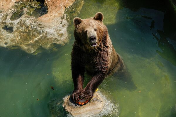 罗马，熊拿着一个水果冰块降温。 - 俄罗斯卫星通讯社