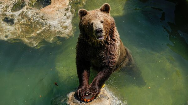 日本东北接连发生熊袭击人事件 9人受伤 - 俄罗斯卫星通讯社