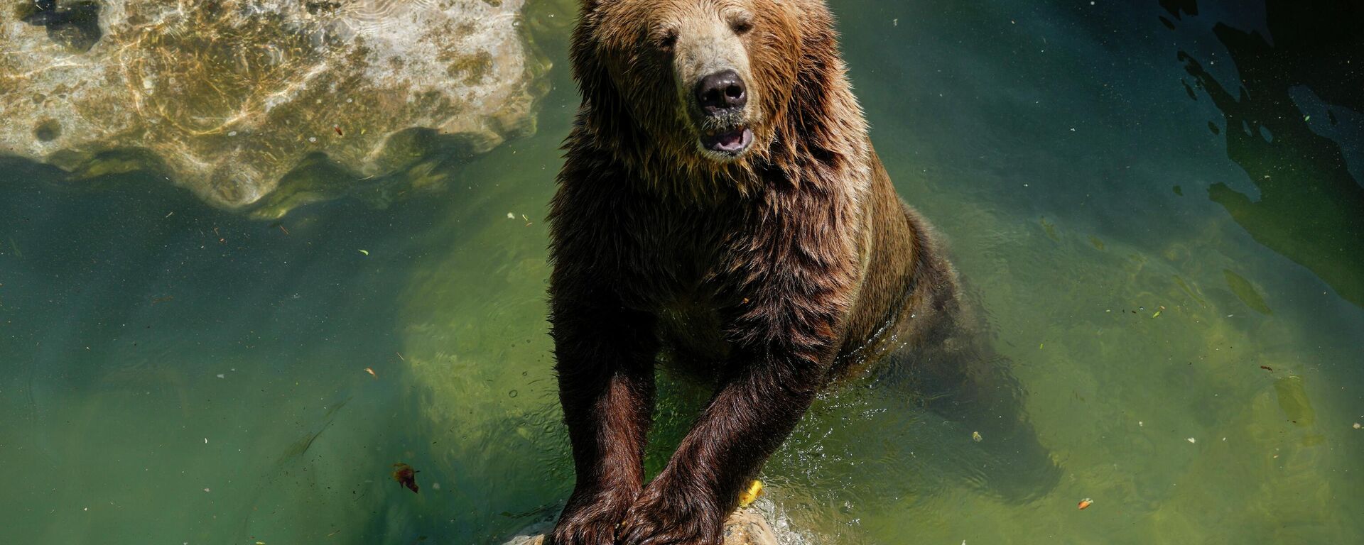 日本東北接連發生熊襲擊人事件 9人受傷 - 俄羅斯衛星通訊社, 1920, 20.10.2025