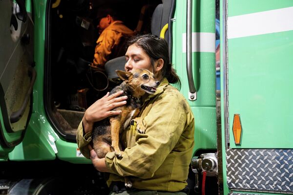加利福尼亞消防員與搜救犬在火場中工作。 - 俄羅斯衛星通訊社
