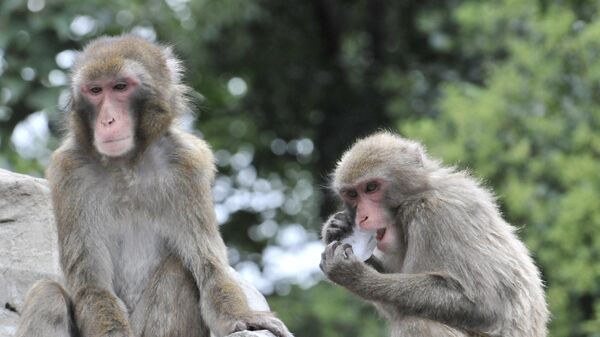 日本城市遭猴子入侵袭击 - 俄罗斯卫星通讯社