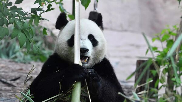 莫斯科動物園的大熊貓 - 俄羅斯衛星通訊社