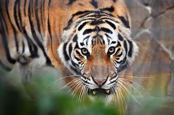 克里米亚泰甘野生动物园的老虎。 - 俄罗斯卫星通讯社