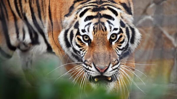 克里米亚泰甘野生动物园的老虎 - 俄罗斯卫星通讯社