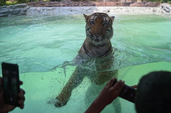 孟买动物园的游客给正在玩水的孟加拉虎拍照。 - 俄罗斯卫星通讯社
