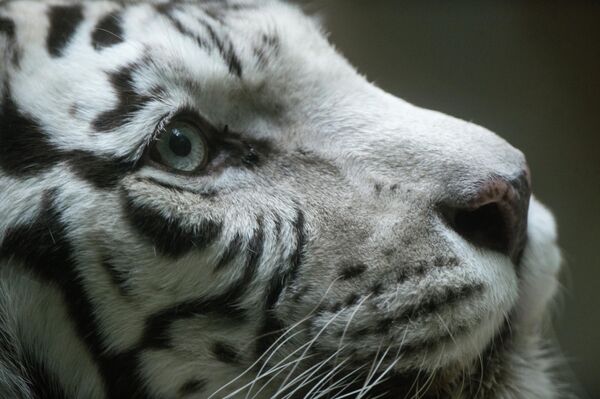 莫斯科動物園獸籠中的孟加拉虎，那裡正在慶祝國際貓咪日。 - 俄羅斯衛星通訊社
